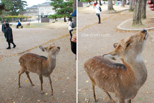 Super Friendly Deers @ Nara